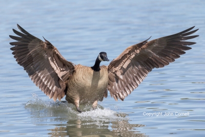 Branta-canadensis;Canada-Goose;Flying-Bird;Landing;Photography;action;active;al